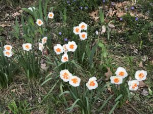IMG_5427 daffodil w orange center