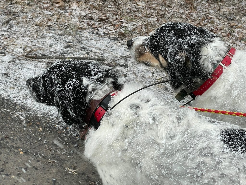 Dogs caught in snow squall